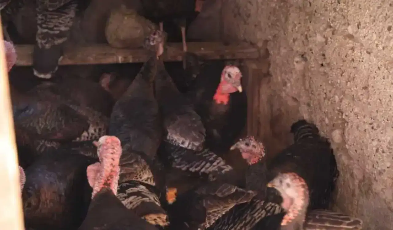 Adana’da Alışılmadık Pazar: Cadde Cadde Gezen Hindiler Görücüye Çıkıyor! 5